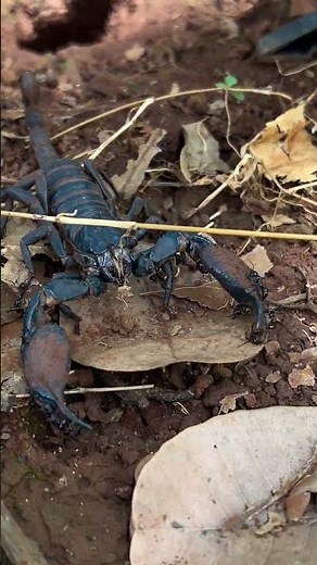 Giant Asian Forest Scorpion Emerging from Burrow