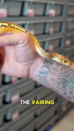 How many genes can you spot? Watch the full episode Hurricane Alley #snake #ballpython #python