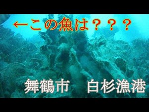 舞鶴市白杉漁港！水深があり釣りやすい！ 令和４年７月中旬
