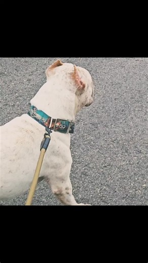 Ch. Tractor X SheHulk (Jumanji daughter) HardDogBullies!! Searching high and low to bring you the hardest bully bloodlines on the planet!! ✔️ us out on FB @HardDog Bullys ✔️ en WhatsApp @7377420286 ✔️ out our website Www.HardDogBullies.com | Harddog Bullys