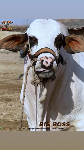 311 reactions · 6 comments | Call : 0319 2007894 (Markhor Cattle’s Presenting,***BIG BOSS***) #MarkhorCattles #BigBoss #HeavyBull #Qurbani #MashaAllah | Cattle Craze.ρK | Facebook