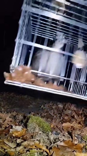 38 reactions | We're in Wood County WV #westvirginiamountains #WestVirginia #reelsvideo #weird | Kevin Sawyer | Facebook