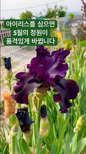 완전 고급진 정원#저먼아이리스