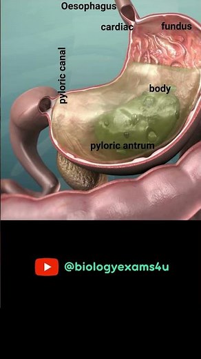 Digestion in Stomach Animation || Parts of the Stomach