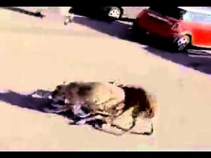 Wolves Attack HUMANS / Wölfe Attakieren Menschen