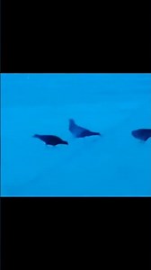 Song, Fishing Blues, by Taj Mahal, covered by T.A.Awua guitar larteh ghana.