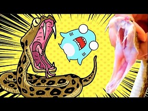 🐍ヘビのアニメ２🦈✨ハブ博物公園でハブの毒をとるサメニンジャー！