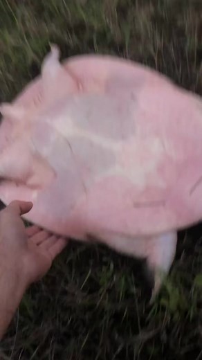 Part 2 letting go to the poor ￼soft shell ￼turtle I accidentally ￼caught￼ #fblifestyle #foryou#PlayWithLife#turtle￼ | Yoink guy