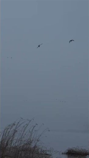 #duckhunting #загоннаяохота