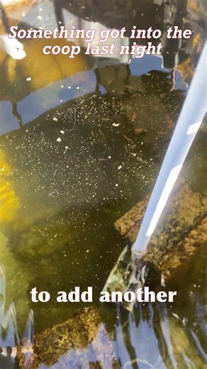 Hard lesson on the homestead… I lost my chickens 🇯🇲