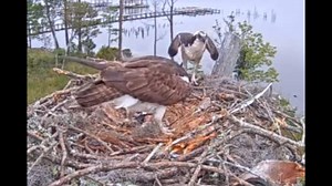 3.9K views · 145 reactions | How Cute!!! Check out this video of the Ospreys behind the Orange Beach Library, perhaps for the first time, feeding the babies. You can watch them live and see other clips of the osprey's nest on our OBA Ospray Nest page here... https://www.obawebsite.com/orange-beach-osprey-cam-eagle #OrangeBeach #OspreyNest #obaShorebirds | OBA Community Website | Facebook