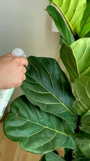 How to INSPECT and PROTECT your Fiddle Leaf Fig From Insects and Bacteria