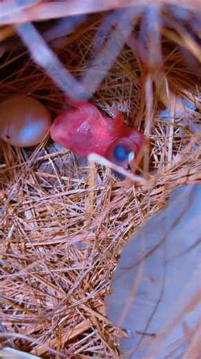 Java chick 🐣😍❤️ #birds #breedingpair #lovebirds #pigeon