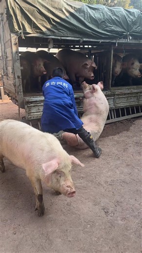 Awesome Pigs Take Off the Truck 🚚 🐖 #trending #shortvideo #viralvideo #pig #animal #pigfarmvideo