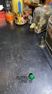 881K views · 21K reactions | We got new snakes! #reels #animals #snakes #reptiles #eggs #biology | The Molinaro Snake Lab | Facebook