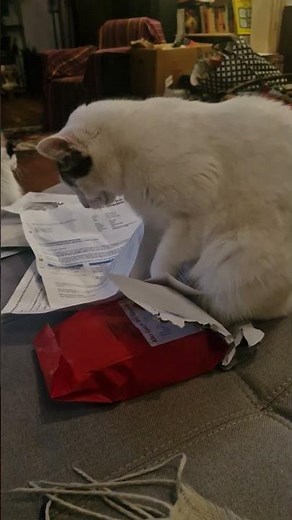 Spice Furs: Pearlie's sorting the mail