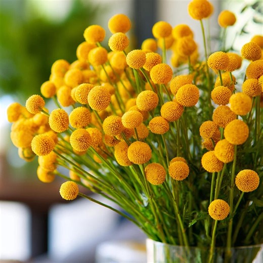 50 Billy Button Seeds Craspedia Flower, Yellow Ball Bloom, Dried Flower Plant, Unique Garden Flowers for Home Growing - Etsy