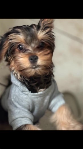 ✨Baby lucky✨🥺 #yorkiesoftiktok #fyp #yorkielife #yorkienap #sleepingpup