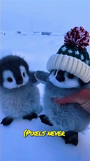 🐧 The Totally Real Penguin Chronicles