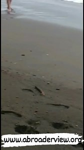 Volunteer in Costa Rica - Rescue Sea Turtle Programs and clean up beaches, from 1 week up to 12 weeks. Combine programs as the sloth sanctuary and bird rescue center. Apply now limited space available. Www.abroaderview.org | A Broader View Volunteers