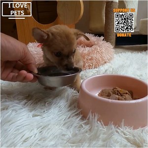 63K views · 4K reactions | Homeless Puppy found in parking lot, Brought Home and Lovingly Cared for, Amazing Transformation | Hope For Pets | Facebook