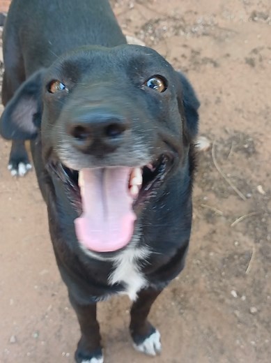 El tambien busca q le tomen sus foticos 🥹🐾💙 un gordo bipolar😁😂🤭 #posandopasusfoticos #amorpuro #amorpeludito #gordopeludo