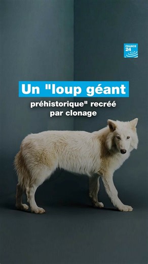 Disparue il y a plus de 12 000 ans, une espèce de "loup géant préhistorique" a été ramenée à la vie par des scientifiques par clonage #Loup #Clonage #Science | FRANCE 24