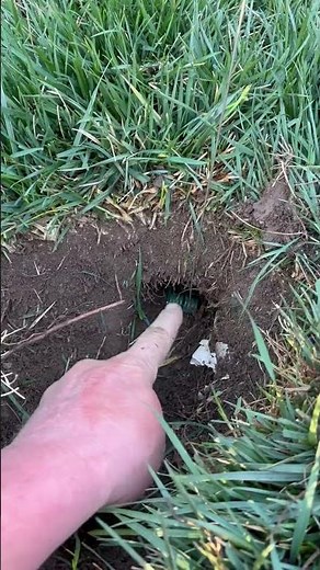 Macabee Gopher trap set with flag