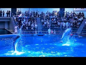 マクセル アクアパーク品川 2025初夏 イルカショー 昼 雨ver「NAKED FLOWER AQUARIUM」ドルフィンパフォーマンス デイver「Dolphin Weather Live！」H