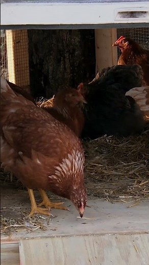 Quails Geese Duck & Guineas Galore 🐦 | Homestead Rescue | Discovery Channel