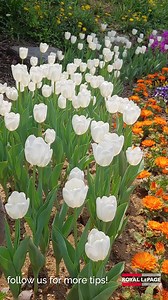 2.2K views · 14 reactions |  Enhance Your Landscaping: 4 Tips for...