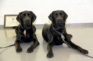 Meet Penny and Tucker: New Explosive Detection K-9s