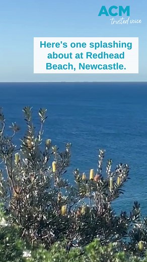 Keen whale-watchers have told the Newcastle Herald there are some great vantage points around the city. Watch as this cheeky whale splashes about at Redhead Beach. 🐳 Thanks to Rachel Snowden for the footage. | Newcastle Herald