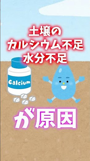 家庭菜園や農園のトマト栽培は植える前から要注意！栽培初期から注意したいトマトの病害虫対策！【農園ライフ】#shorts