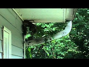 DRAGONSBREATH VS. BEE HIVE