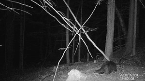 24K views · 135 reactions |  Volume up! Porcupines are vocal...