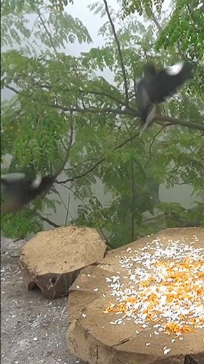 cat tv for cats to watch unlimited birds chipmunks