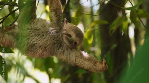 adorable, adventure, animal, arboreal, baby sloth, biodiversity, brown, claws, close-up, conservation, costa rica, creature, curiosity, cute, day, discovery, ecology, ecosystem, endangered species, en Stock Video