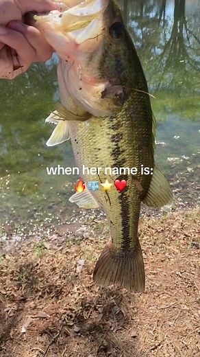 #ultralightfishing #fishtok #hooksets #setthehookfishing #freshwaterfishing #prespwanbass #spawnbassfishing #spawn #bass #basshead #basstok #basshooksets