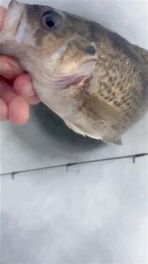 Plus rare en hiver un crapet de roche rock Bass #rockbass #icefishing #fishing #pêche #quebec