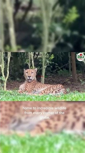 Singapore Zoo Guide 🇸🇬 Animals, Shows & Tickets | Full Experience 2026 | HolidaySG