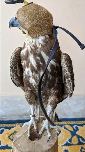 Bird Release no 7 – Male Laggar Falcon | Wildlife Conservation