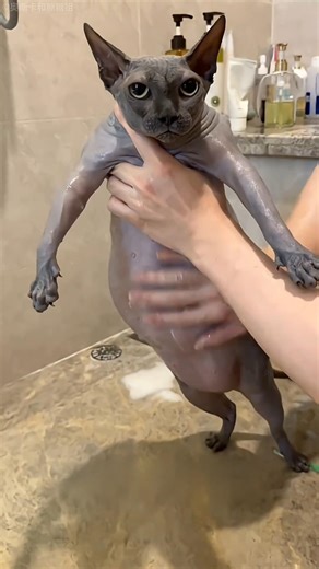 this owner can't handle his cats 🙀#shorts