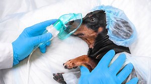 Dachshund Back Surgery Success Rate And Why It’s Worth It