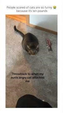as a cat person, angry cats are genuinely the scariest creatures on earth I swear 😭😭