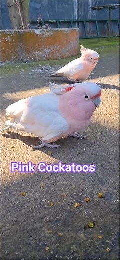 Pink Cockatoos #birds #nature #wildlife