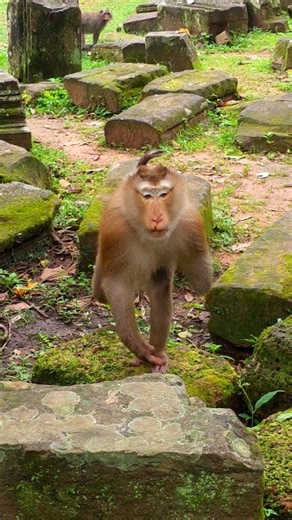 Pongo monkey come to gets food. | John & Parsons