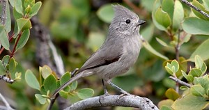 Juniper Titmouse Similar Species to, All About Birds, Cornell Lab of Ornithology
