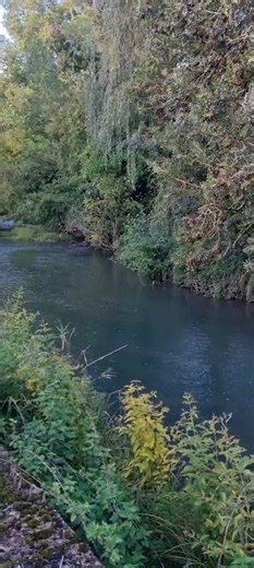 Mon sanctuaire végétal 🌳🌿🌈🐎🐿