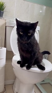 8.1K views · 95 reactions | This is Benji the cat who has learned to use a human toilet and regularly enjoys visiting Aldi  "He's an absolute one-off." https://trib.al/RogoOsN | The Northern Echo | Facebook